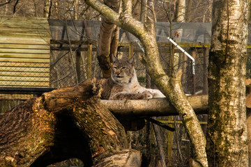 Fototapeta na wymiar Lynx Cat in woodland area outdoor nature park UK