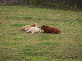 3 cows lying down in field