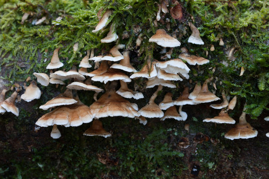 Plicaturopsis crispa,