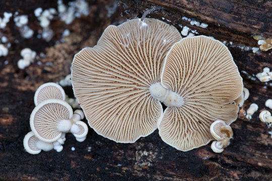 Plicaturopsis crispa,