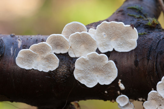 Plicaturopsis crispa,