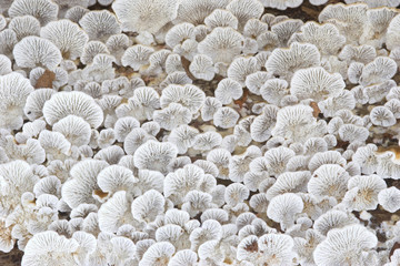 Plicaturopsis crispa, © Txapelaundi