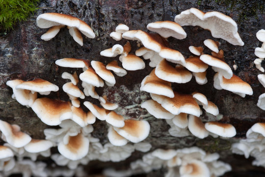 Plicaturopsis crispa,