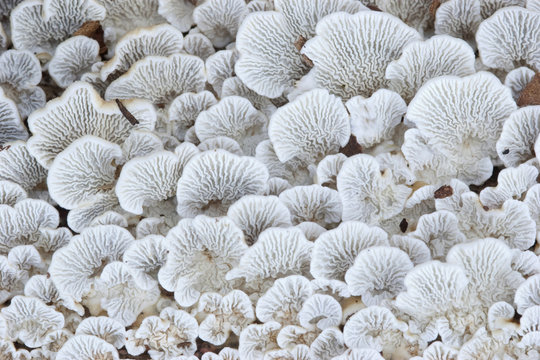 Plicaturopsis crispa,