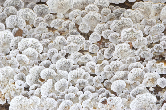 Plicaturopsis crispa,