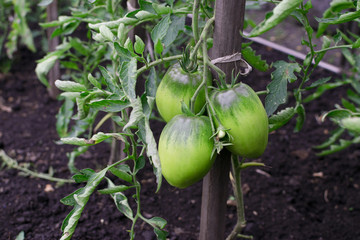 Rows of eco unripe green tomatoes growing on the garden bed
