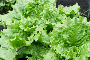 Fresh lush eco lettuce leaves background closeup