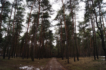 Spring road, forest with pine trees.