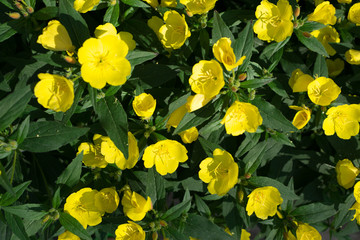 Yellow flowers of Oenothera, evening primrose, suncups or sundrops