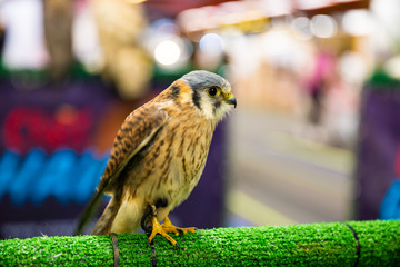 Eagle Owl/An eagle owl
