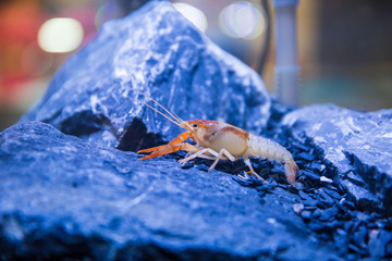 Small ornamental shrimp in aquarium environment