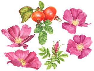 Watercolor dog-rose with berries and green leaves, isolated on white background. Hand drawn botanical briar set.