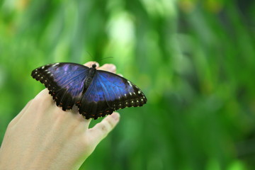 Beautiful huge blue butterfly Papilio Nireus on a child hand on green forest background. Tropical, exotic insects - wild life