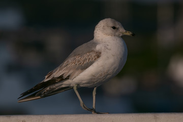 juvenile herring gull, bokeh background