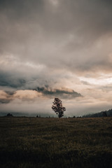 silhouette of tree in the sky with clouds and sun