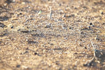 Fertilizer balls over olive plantation soil