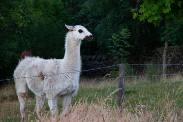 White Lama animal wild life fenced off mamal uk full body shot