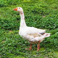 Family of geese one of white and two browns enjoying a sunny day in a green field.