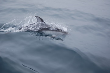 Delfin nadando © Sonia