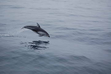 Delfin saltando © Sonia