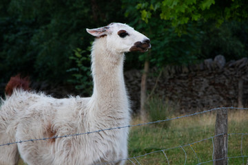 Obraz premium White Lama animal wild life fenced off mamal uk medium shot