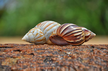 Two seashells on a beautiful stone on a green background.