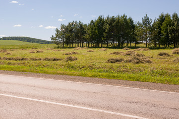 Fototapeta premium There are many stacks around. Meadow in the summer. Dry plants around. Asphalt road. Gold and green colors. Dark green forest far away. Blue heaven with tiny white clouds above