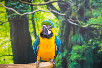 Macaw Parrot isolated on white