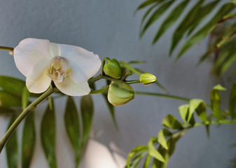 white orchid and buds near green leaves