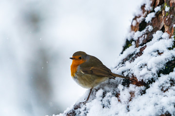 European robin (Erithacus rubecula) on snow covered wooden branch in Scottish forest - selective focus
