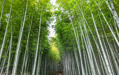 Famous Bamboo forest in Kyoto city Japan