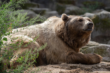 Retrato de un oso descansando
