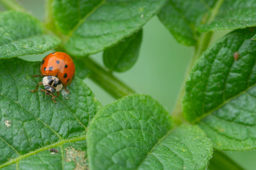 じゃが芋の葉とテントウムシ