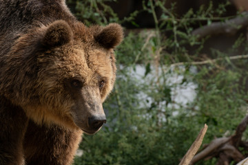 Obraz premium Retrato de un oso pardo