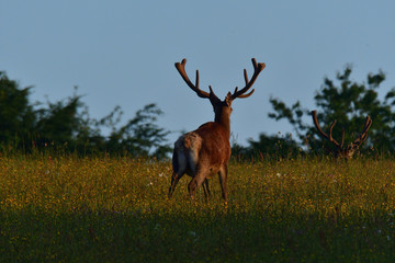 Stag deer with growing antler to rest on the grass in spring 