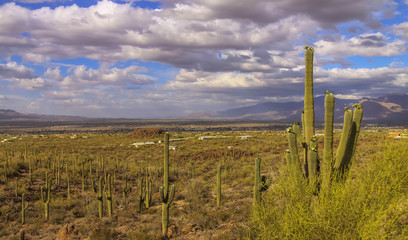 Saguaro Cactus in Sonaran desert