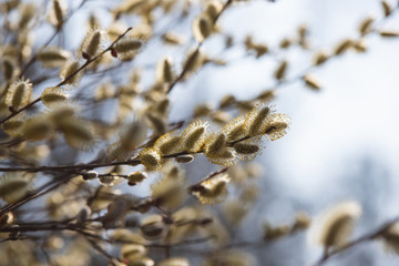 Amentos del Salix Atrocinerea  el sauce cenizo o zalce
