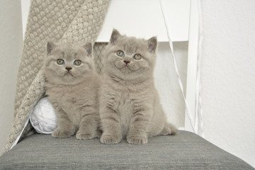 Two cute fluffy gray blue british kittens are sitting on a gray chair. A knitted scarf hangs on the white back of the chair. There is a white ball of thread on the chair seat.