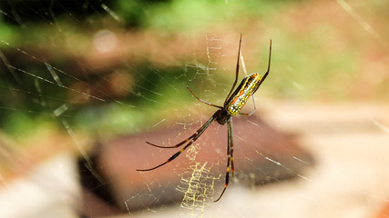 spider on web