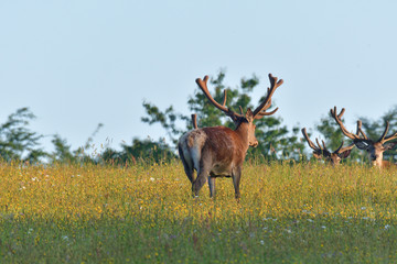 Stag deer with growing antler to rest on the grass in spring 
