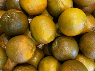 Navel Chocolate oranges. New rare variety of oranges. Discovered in Spain in 2006.