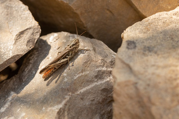 grasshopper sitting on stones 