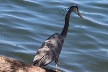 Great blue heron