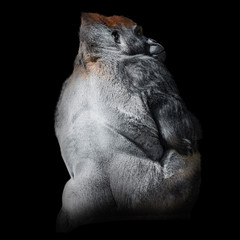 Portrait of powerful alpha male African gorilla at guard from his massive back at black background, details, close up © neurobite