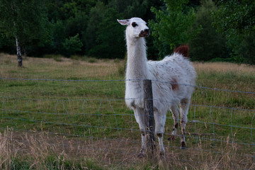 Fototapeta premium White Lama animal wild life fenced off mamal uk full body shot
