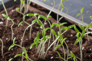 Tomato seedlings growing in greenhouse
