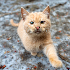 Lonely beautiful and cute ginger kitten on the street. Winter is snowing, it's cold. Wild or domestic animal. Kitten pulls a paw.