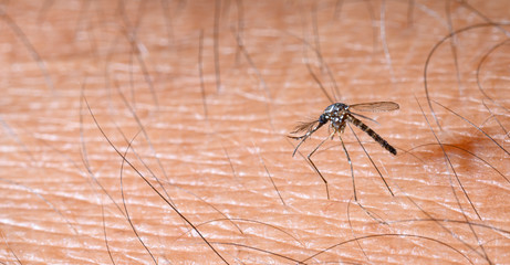 Close up aedes albopictus mosquito, pest animal, contagion