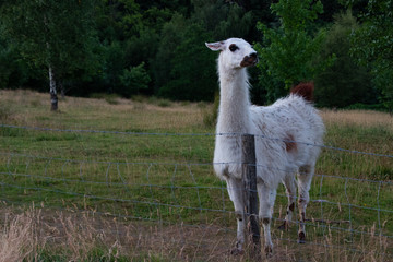 Fototapeta premium White Lama animal wild life fenced off mamal uk full body shot