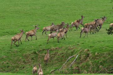 Naklejka na ściany i meble Flock of Deer stag with growing antler grazing the grass in spring